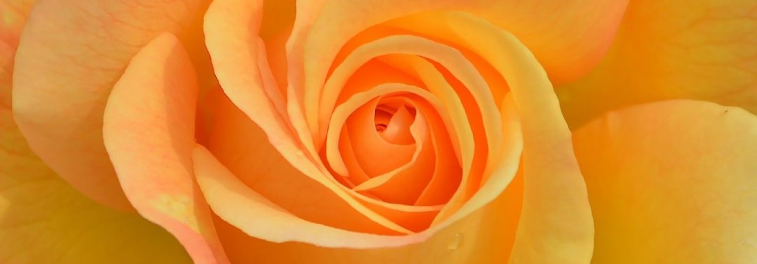 flower-3063414_1280-1080x675